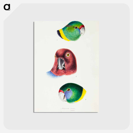 アートポストカード-Australian Parrots
 - ジョン グールド Postcard.