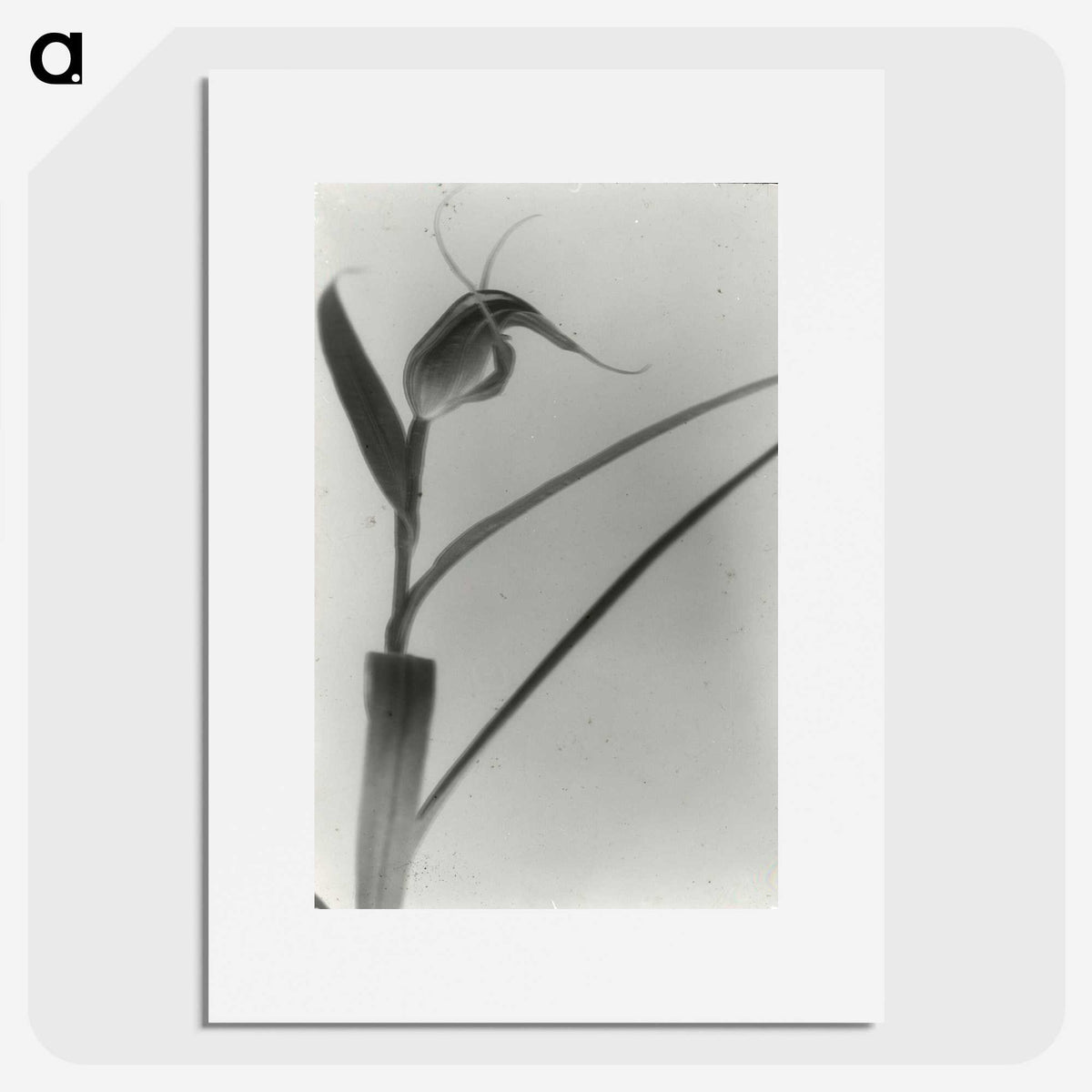 2-98_Leslie-Adkin_picture