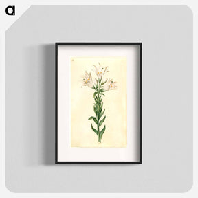 アートポスター-Lilium Candidum
 - マリア ジビーラ メーリアン Poster.