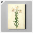 2-98_Maria-Sibylla-Merian_canvas