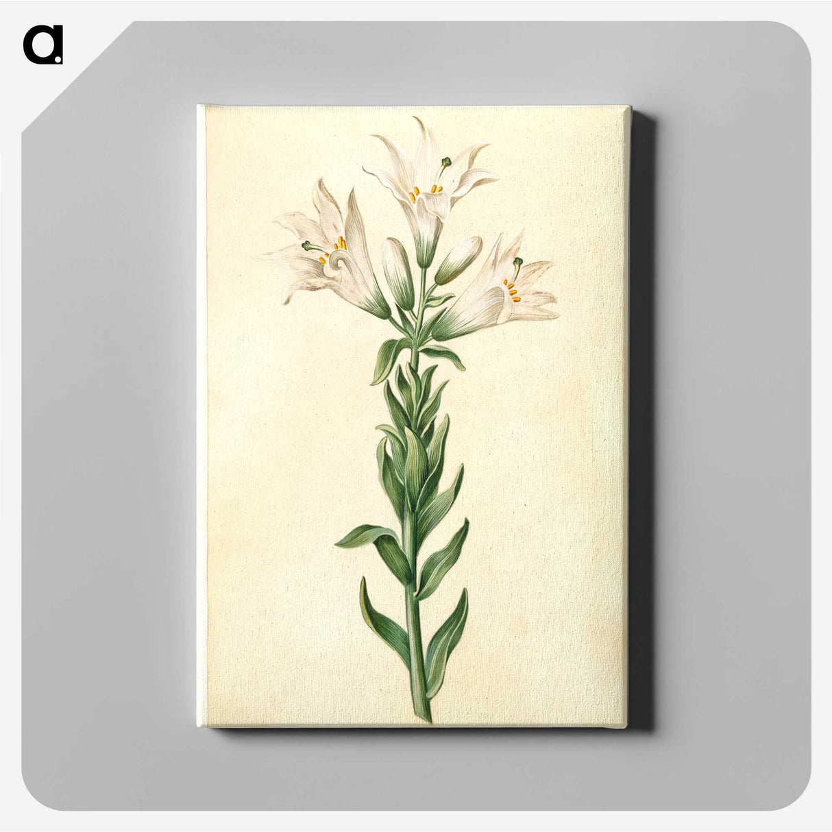 2-98_Maria-Sibylla-Merian_canvas