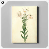 2-98_Maria-Sibylla-Merian_canvas