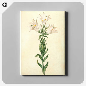 2-98_Maria-Sibylla-Merian_canvas