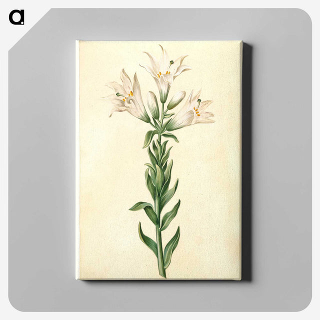 2-98_Maria-Sibylla-Merian_canvas