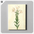 アートパネル-Lilium Candidum
 - マリア ジビーラ メーリアン Canvas.