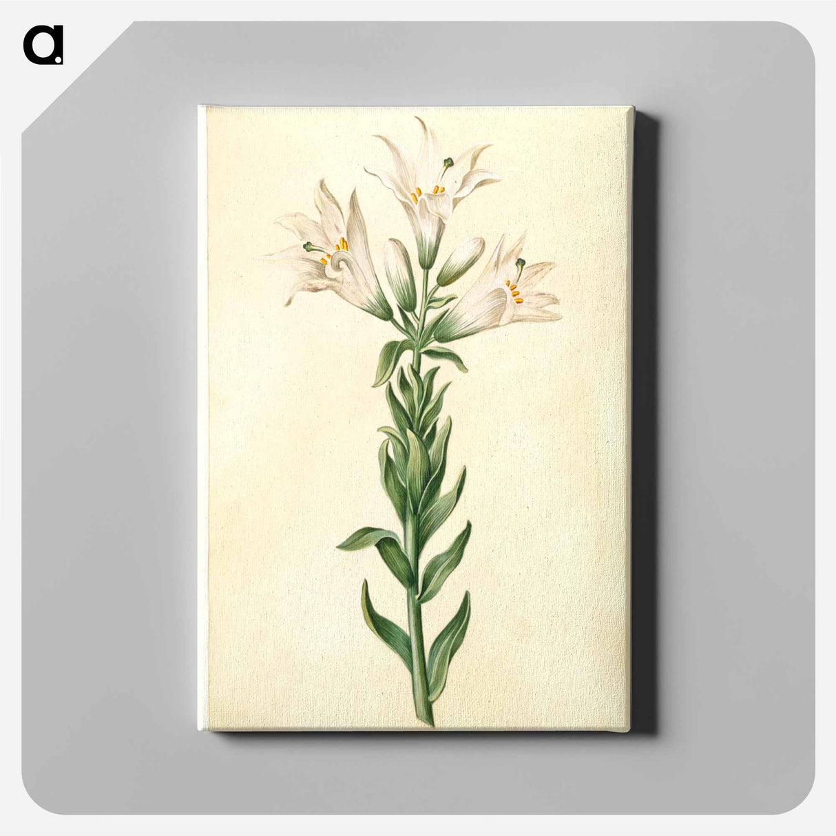 アートパネル-Lilium Candidum
 - マリア ジビーラ メーリアン Canvas.