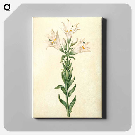 アートパネル-Lilium Candidum
 - マリア ジビーラ メーリアン Canvas.