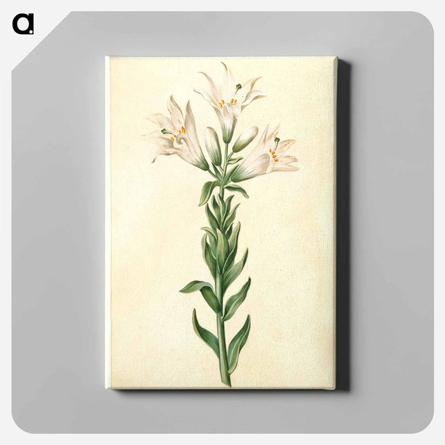 アートパネル-Lilium Candidum
 - マリア ジビーラ メーリアン Canvas.