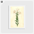 アートポストカード-Lilium Candidum
 - マリア ジビーラ メーリアン Postcard.