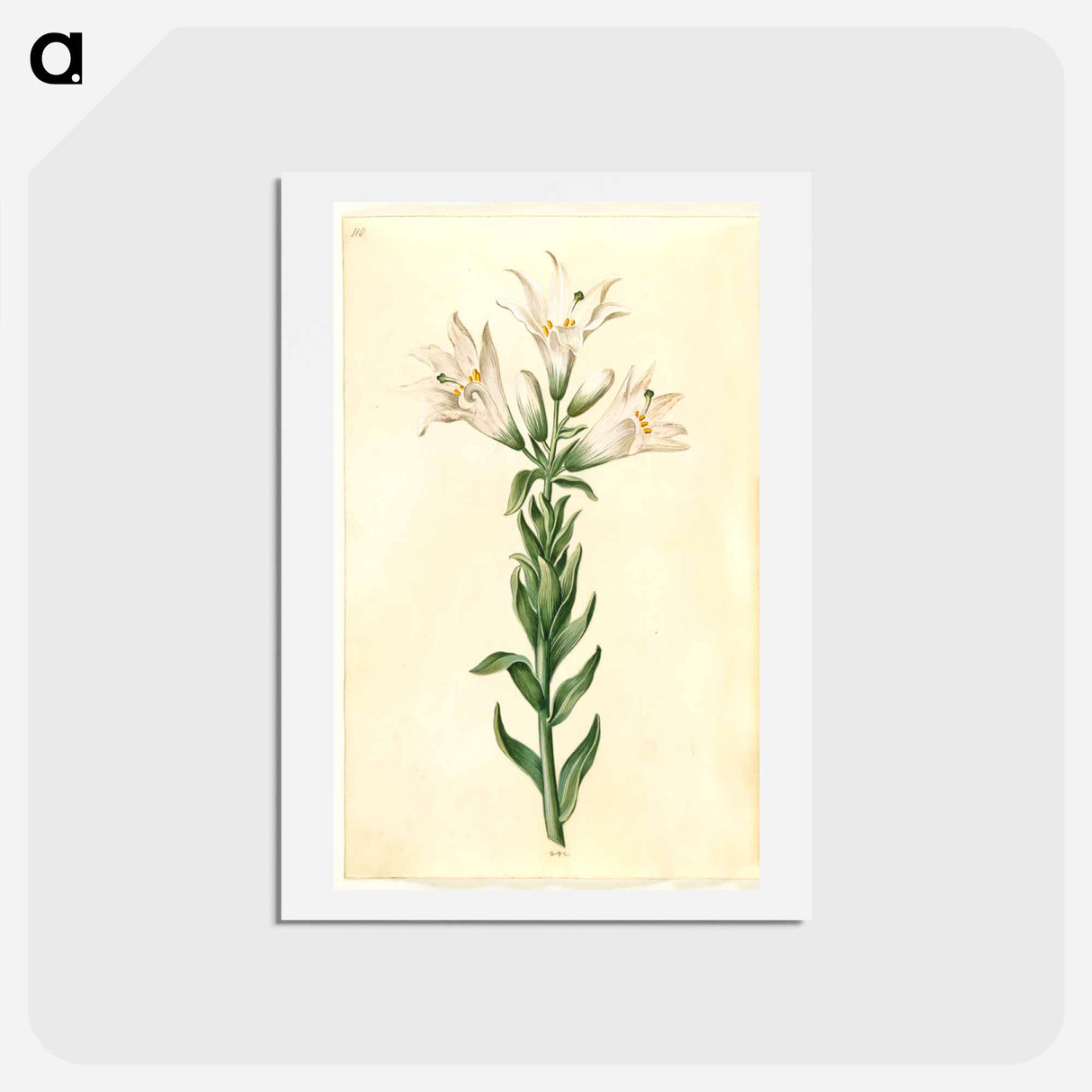 アートポストカード-Lilium Candidum
 - マリア ジビーラ メーリアン Postcard.