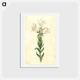 アートポストカード-Lilium Candidum
 - マリア ジビーラ メーリアン Postcard.