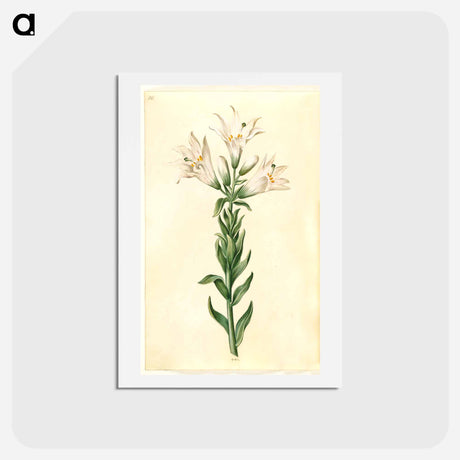 アートポストカード-Lilium Candidum
 - マリア ジビーラ メーリアン Postcard.