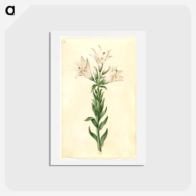 アートポストカード-Lilium Candidum
 - マリア ジビーラ メーリアン Postcard.