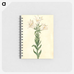 2-98_Maria-Sibylla-Merian_memo