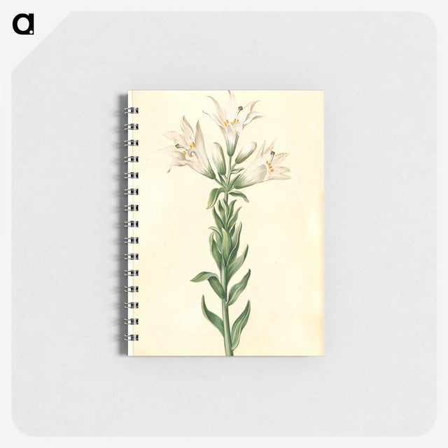 2-98_Maria-Sibylla-Merian_memo