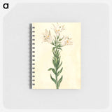 アートメモ帳-Lilium Candidum
 - マリア ジビーラ メーリアン Memo.