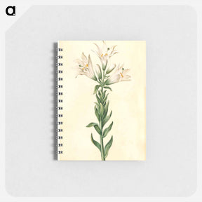 アートメモ帳-Lilium Candidum
 - マリア ジビーラ メーリアン Memo.