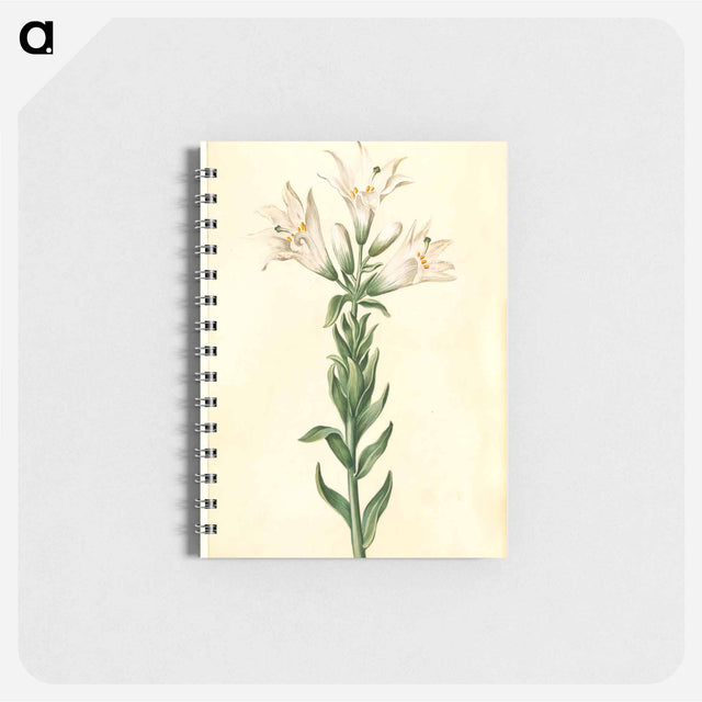アートメモ帳-Lilium Candidum
 - マリア ジビーラ メーリアン Memo.