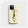 2-98_Maria-Sibylla-Merian_phone