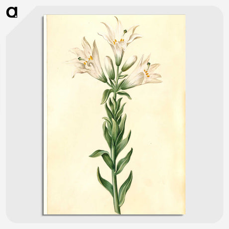 2-98_Maria-Sibylla-Merian_picture-crop