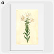 2-98_Maria-Sibylla-Merian_picture