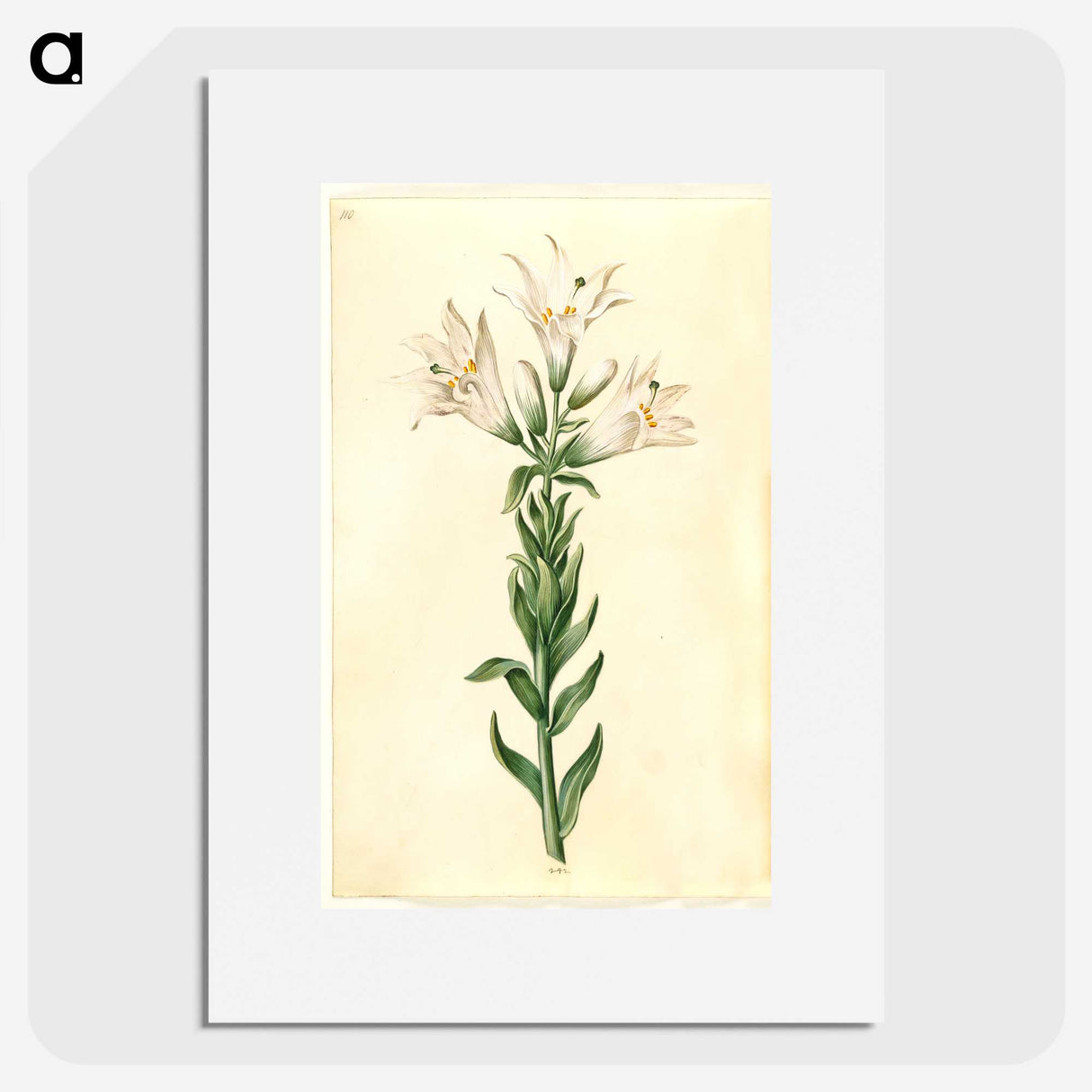 2-98_Maria-Sibylla-Merian_picture