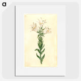 2-98_Maria-Sibylla-Merian_picture