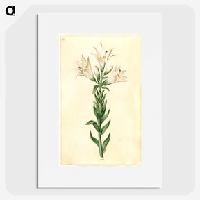 2-98_Maria-Sibylla-Merian_picture