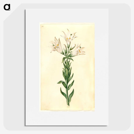 2-98_Maria-Sibylla-Merian_picture