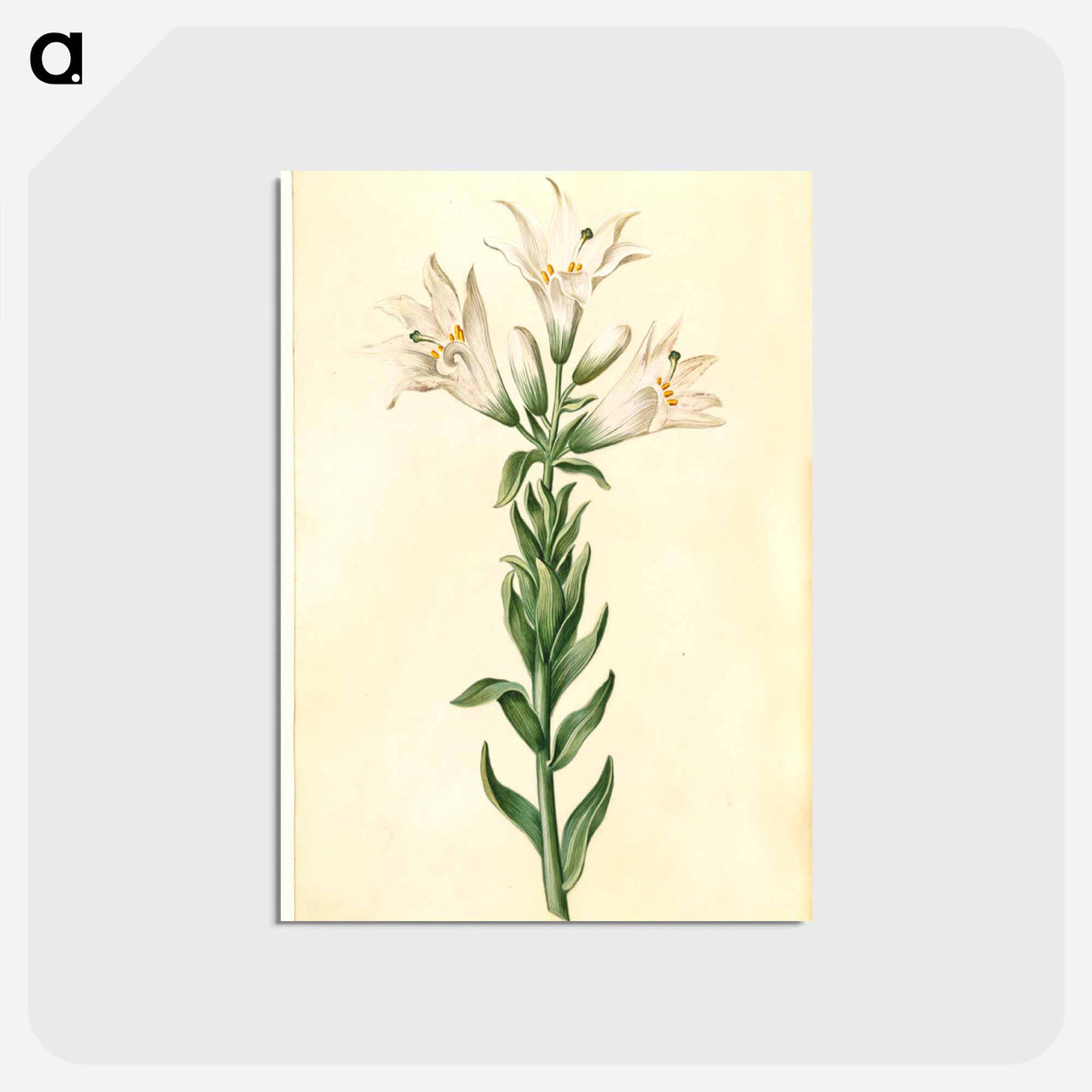 アートポストカード-Lilium Candidum
 - マリア ジビーラ メーリアン Postcard.