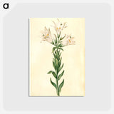 アートポストカード-Lilium Candidum
 - マリア ジビーラ メーリアン Postcard.