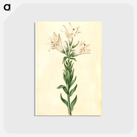 アートポストカード-Lilium Candidum
 - マリア ジビーラ メーリアン Postcard.