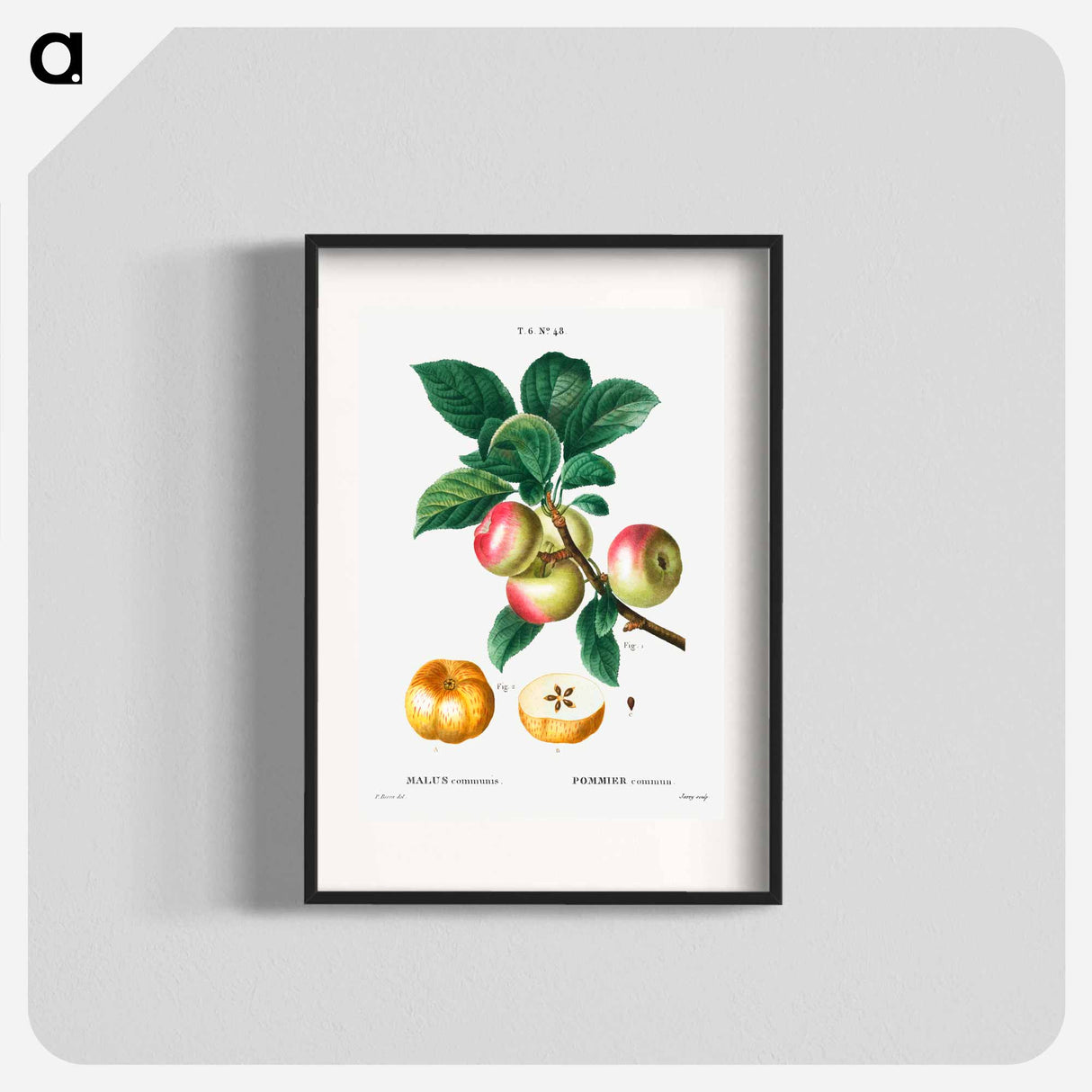 Apple - Pierre Joseph Redouté Poster.
