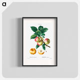 Apple - Pierre Joseph Redouté Poster.