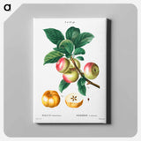 アートパネル-Apple - ピエール ジョゼフ ルドゥーテ Canvas.