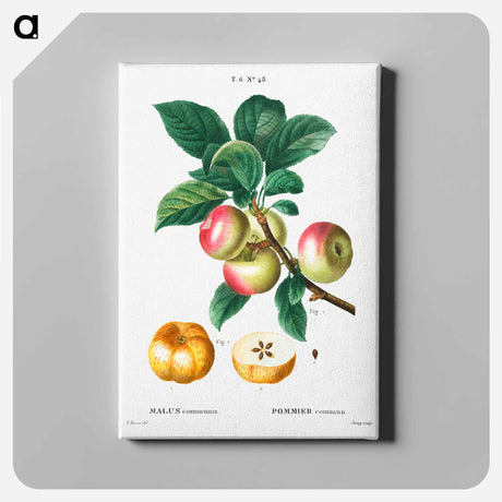 アートパネル-Apple - ピエール ジョゼフ ルドゥーテ Canvas.