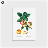 アートポストカード-Apple - ピエール ジョゼフ ルドゥーテ Postcard.