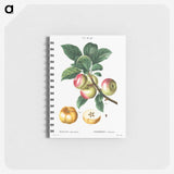 2-98_Pierre-Joseph-Redoute_memo