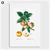 Apple - Pierre Joseph Redouté Poster.