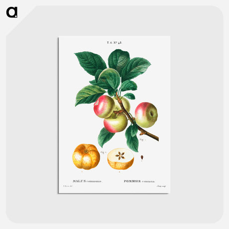 アートポストカード-Apple - ピエール ジョゼフ ルドゥーテ Postcard.