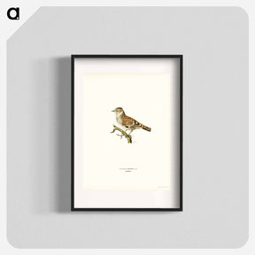 アートポスター-Woodlark
 - スヴェンスカ フォグラル Poster.