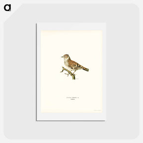 アートポストカード-Woodlark
 - スヴェンスカ フォグラル Postcard.