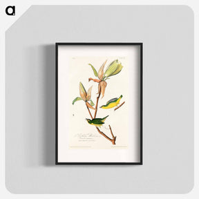 アートポスター-Kentucky Warbler from Birds of America
 - アメリカの鳥たち Poster.