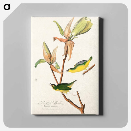アートパネル-Kentucky Warbler from Birds of America
 - アメリカの鳥たち Canvas.