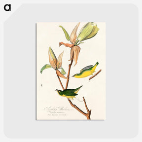 アートポストカード-Kentucky Warbler from Birds of America
 - アメリカの鳥たち Postcard.