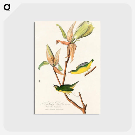 アートポストカード-Kentucky Warbler from Birds of America
 - アメリカの鳥たち Postcard.