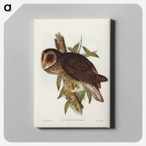 アートパネル-Sooty Owl
 - オーストラリアの鳥 Canvas.