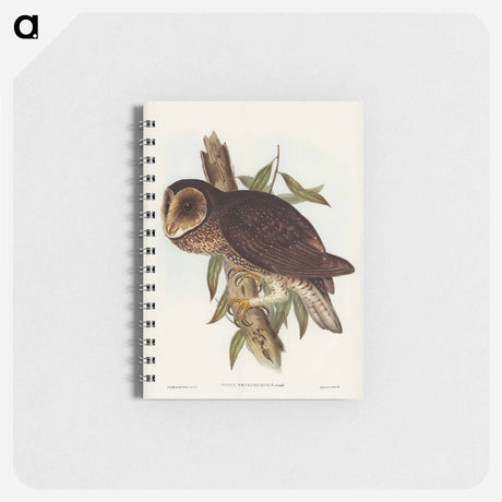 アートメモ帳-Sooty Owl
 - オーストラリアの鳥 Memo.