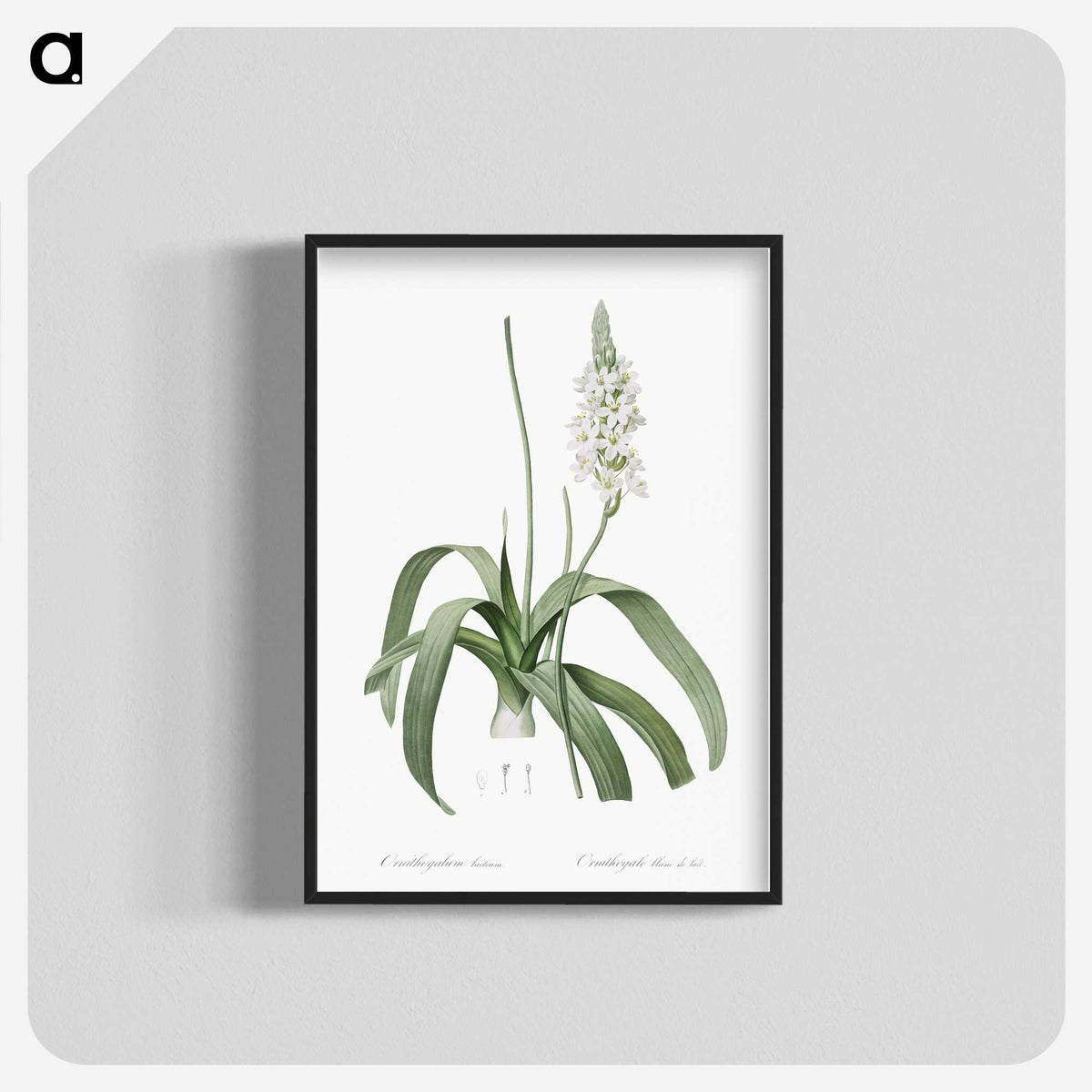 2-98_The-Lilies_blk-crop