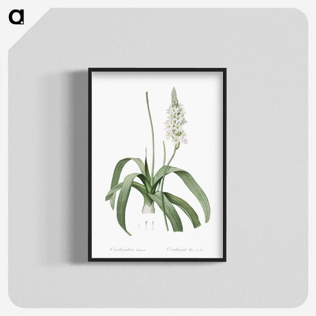 2-98_The-Lilies_blk-crop